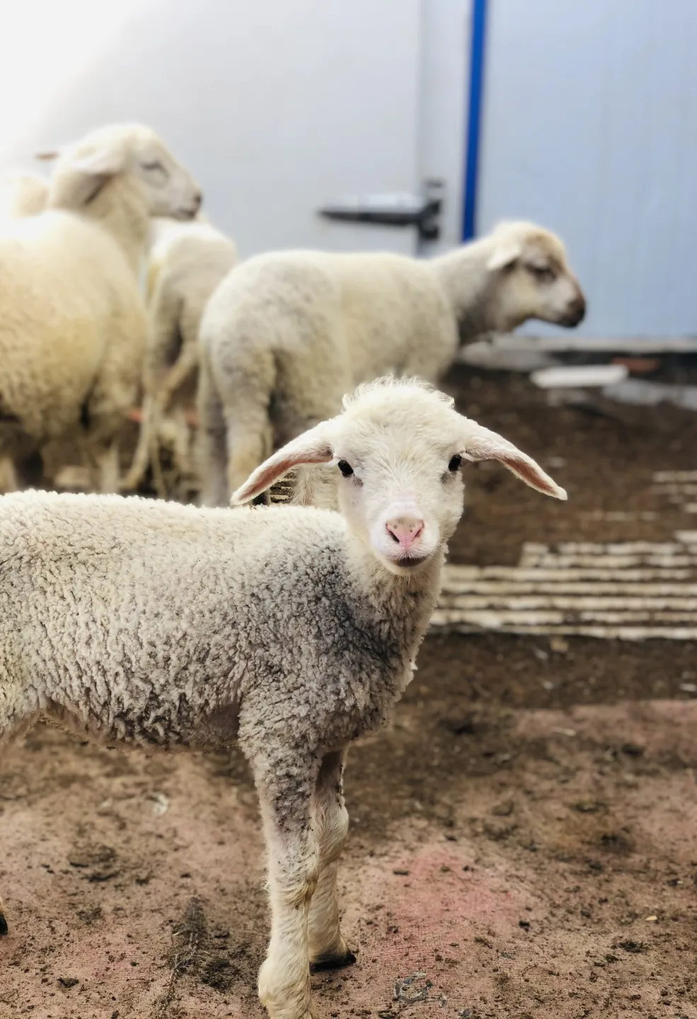 大连office内蒙公益出游记